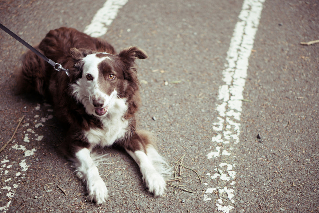 come proteggere le zampe del cane dall'asfalto bollente, cane sdraiato su strada, orme differenti