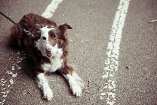 come proteggere le zampe del cane dall'asfalto bollente, cane sdraiato su strada, orme differenti