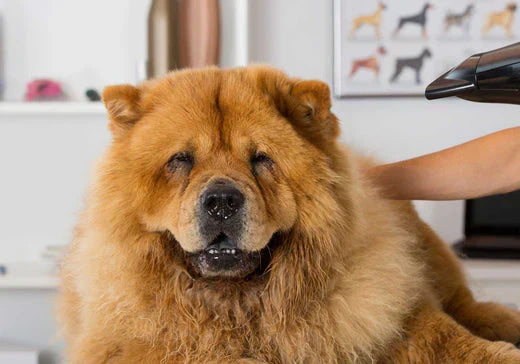 come pulire il cane, cane grosso, orme differenti