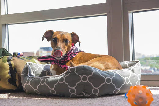 come scegliere la cuccia del cane, cane nella cuccia che si lecca, Orme Differenti