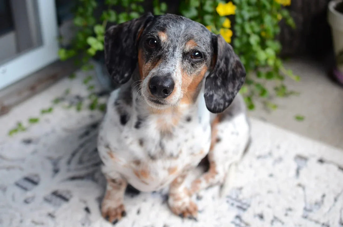 Come si fa a capire che il cane sta invecchiando, bassotto anziano, Orme Differenti