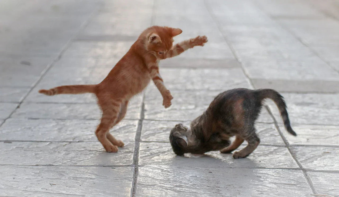 come stimolare il gioco nel gatto, due gatti che giocano insieme, Orme Differenti