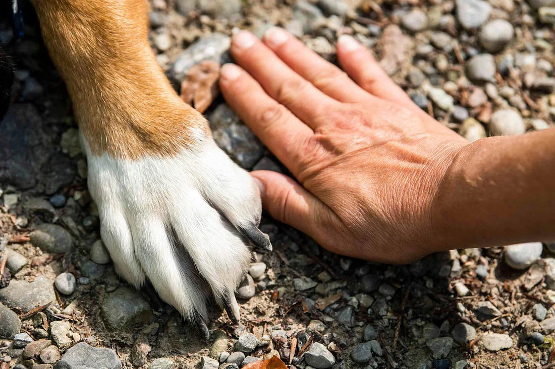 come superare la morte di un cane, mano e zampa, orme differenti