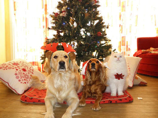 come trascorrere un buon natale con cani.e gatti, due cani e un gatto vicino ad albero di natale, Orme Differenti
