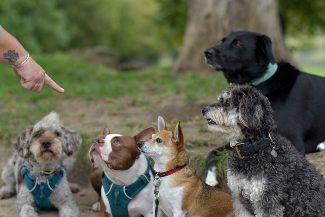 corsi pet sitter: sono riconosciuti, cani con pet sitter, orme differenti
