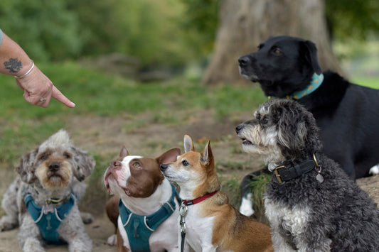 corsi pet sitter: sono riconosciuti, cani con pet sitter, orme differenti