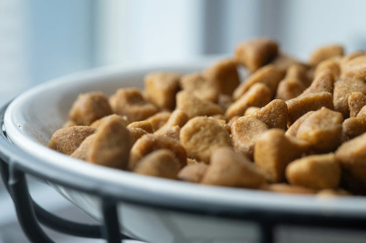 crocchette pressate a freddo o estruse per il cane, ciotola crocchette, orme differenti