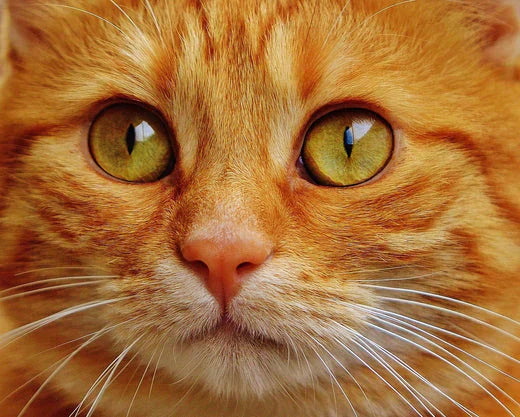 comportamento del gatto, primo piano gatto rosso, orme differenti