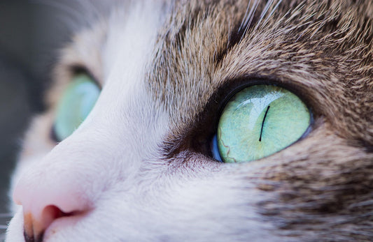 detergente per gli occhi di cane e gatto, occhi verdi di un gatto, orme differenti