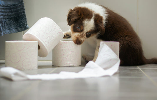 cani dissenteria, cane cucciolo con carta igienica, orme differenti