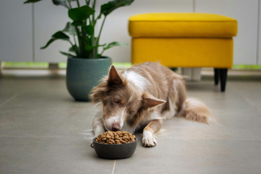 dieta del cane, cane che mangia crocchette, orme differenti