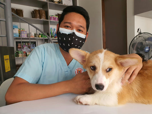 donazione di sangue nei cani e gatti, veterinario con cane simil corgi, orme differenti