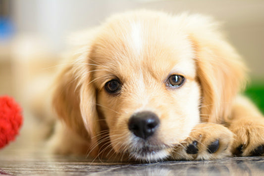 prodotto per dermatite cane, cane cucciolo, orme differenti