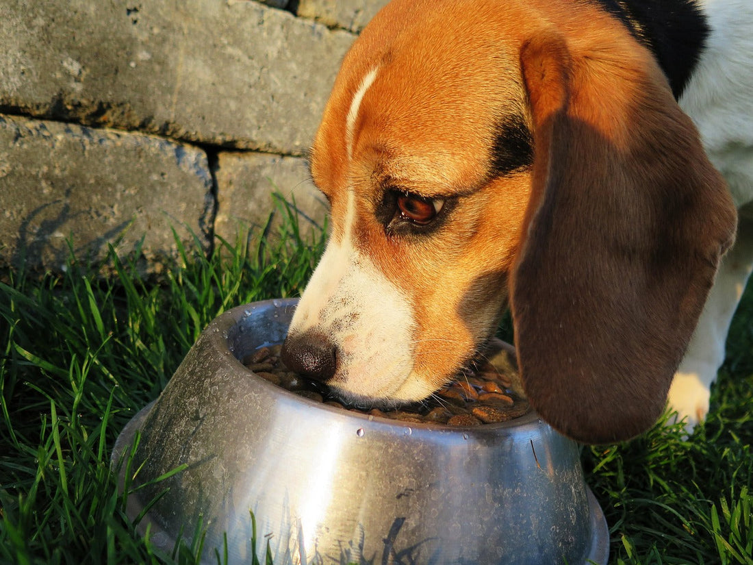 etichetta del cibo del cane, beagle che mangia nella ciotola, orme differenti