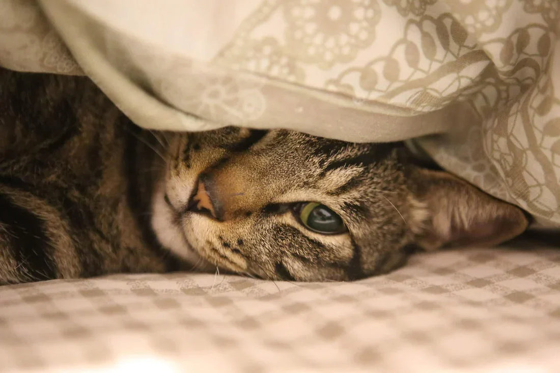 fip felina, gatto tigrato sotto la coperta, orme differenti