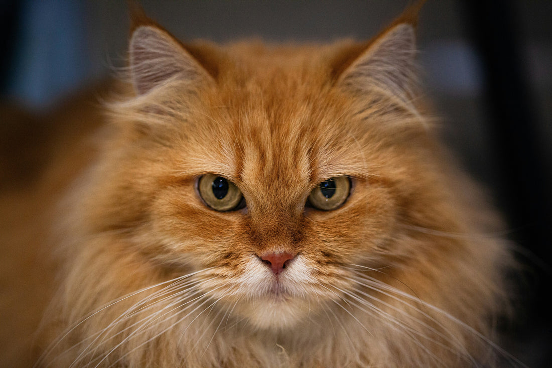 gatto norvegese, primo piano muso, orme differenti