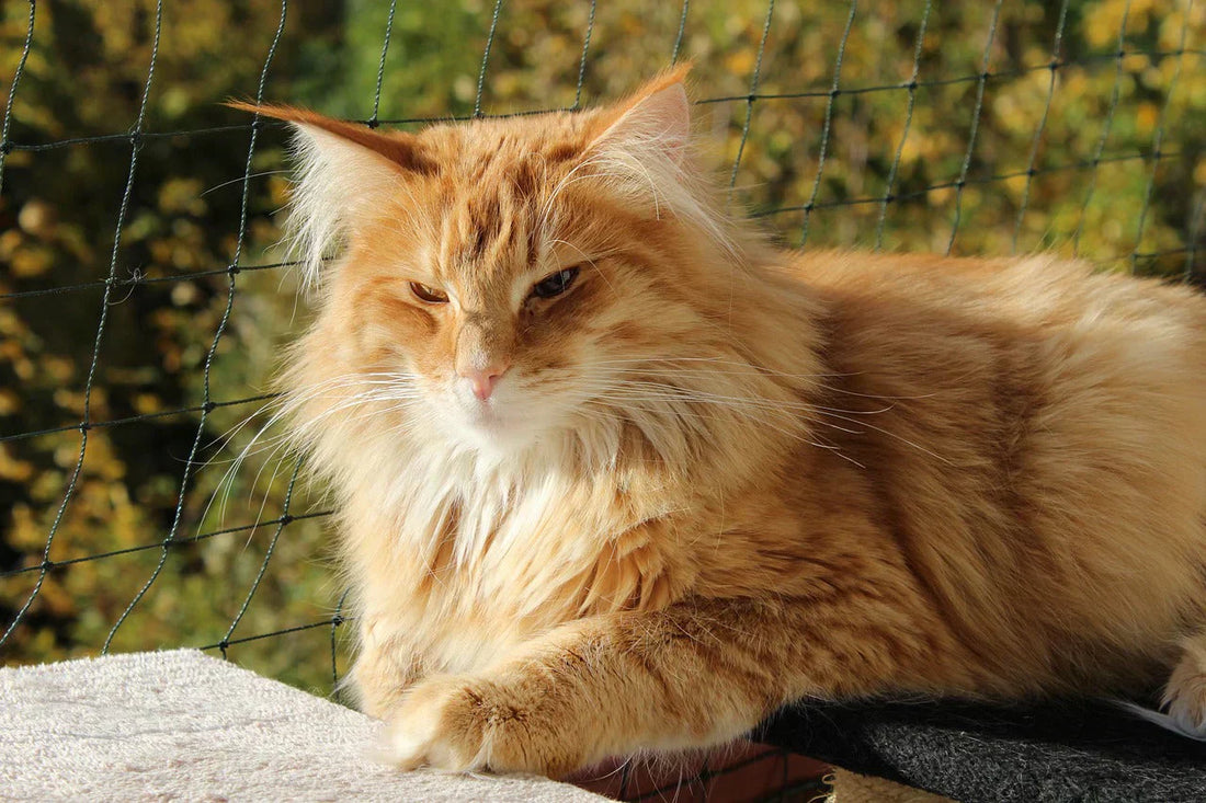 gatto norvegese rosso, Orme Differenti