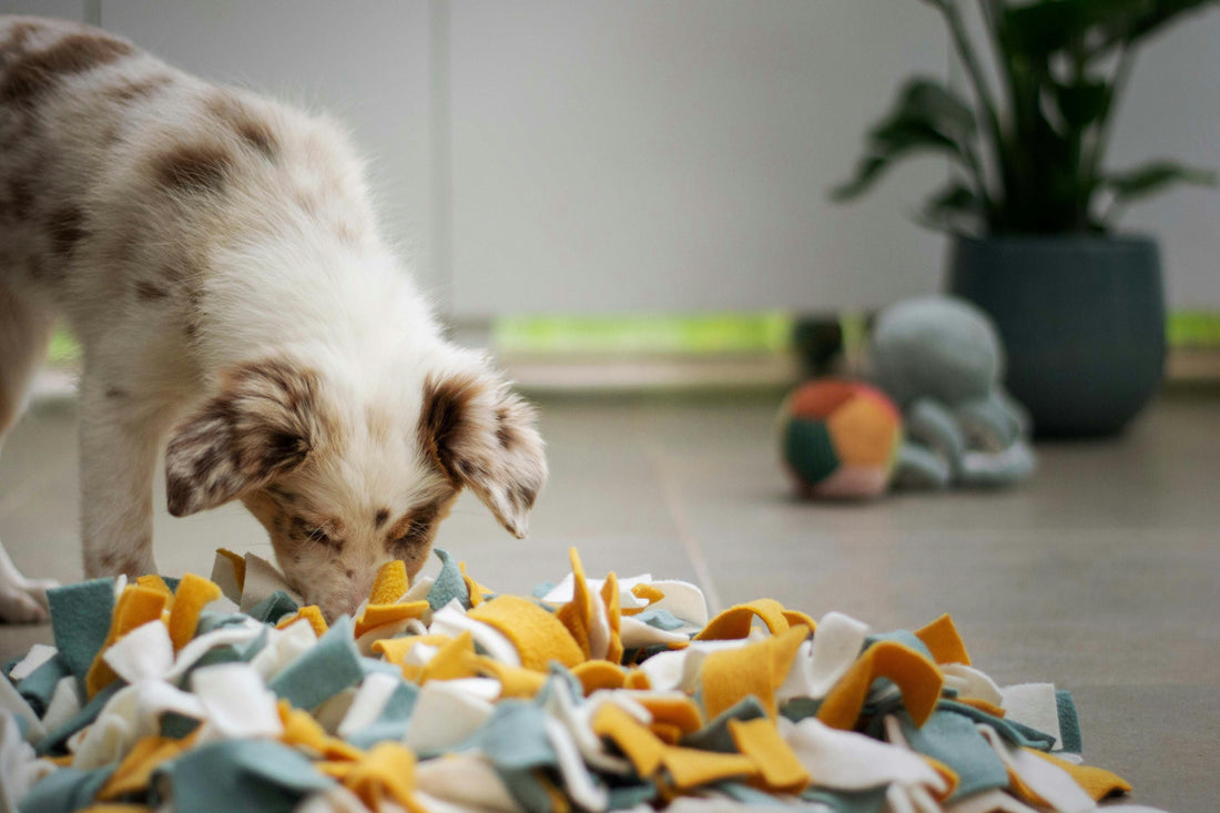 giochi olfattivi per cani, cane che gioca con tappeto olfattivo, orme differenti