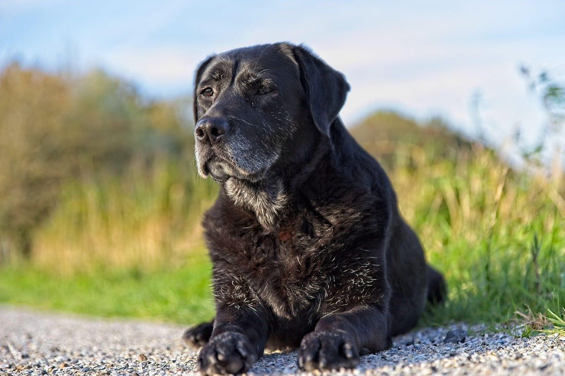 giornata mondiale contro il cancro, cane anziano nero, orme differenti