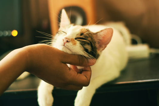 giornata nazionale del gatto, 17 febbraio, orme differenti