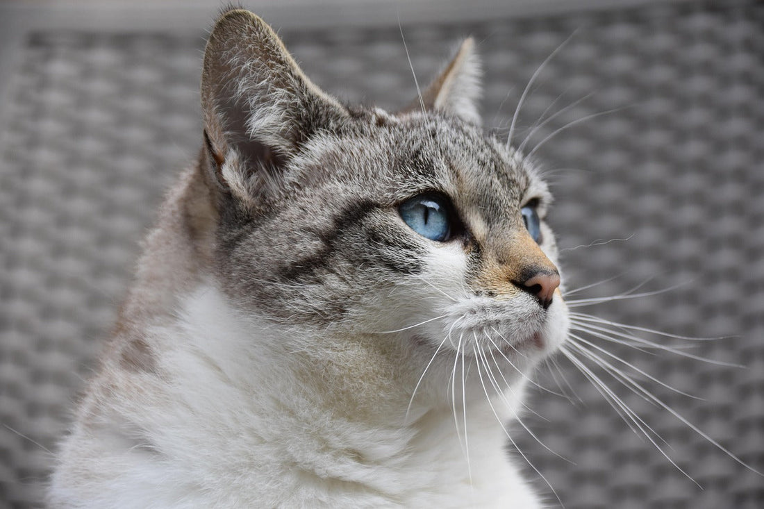 giornata nazionale del gatto, 17 febbraio, orme differenti