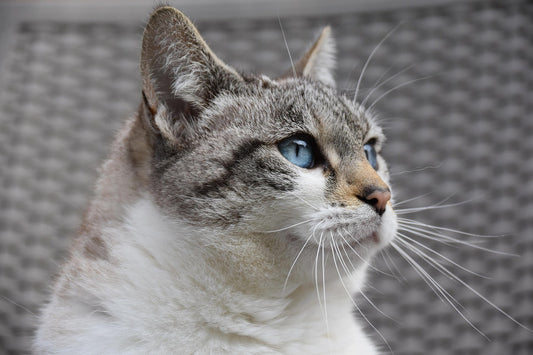 giornata nazionale del gatto, 17 febbraio, orme differenti