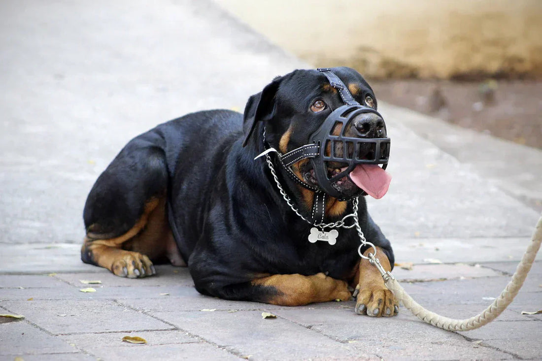 cane rottweiler con guinzaglio e museruola, legge, Orme Differenti