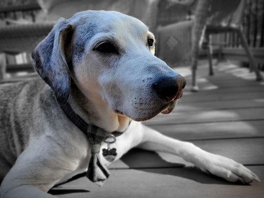i benefici di adottare un cane anziano, campagna per adottare, orme differenti