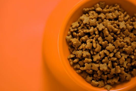 i migliori alleati del cane anziano, dieta, stile di vita e veterinario, ciotola di crocchette, orme differenti
