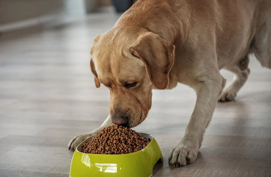 il cane ha problemi digestivi, labrador che mangia nella ciotola gialla, orme differenti