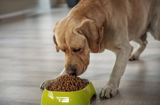 il cane ha problemi digestivi, labrador che mangia nella ciotola gialla, orme differenti