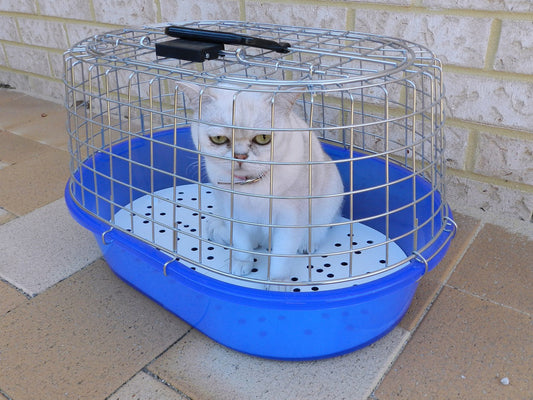 il gatto ha la cisitte, gatto nel trasportino, orme differenti