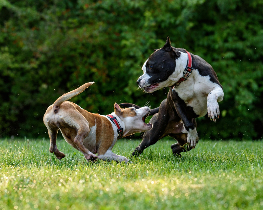 legge brambilla, cani che combattono, orme diffferenti