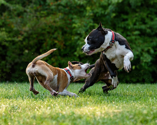 legge brambilla, cani che combattono, orme diffferenti