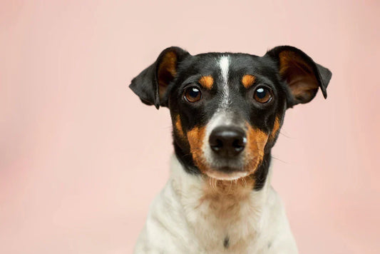 microbiota intestinale in cani e gatti, jack russell, orme differenti