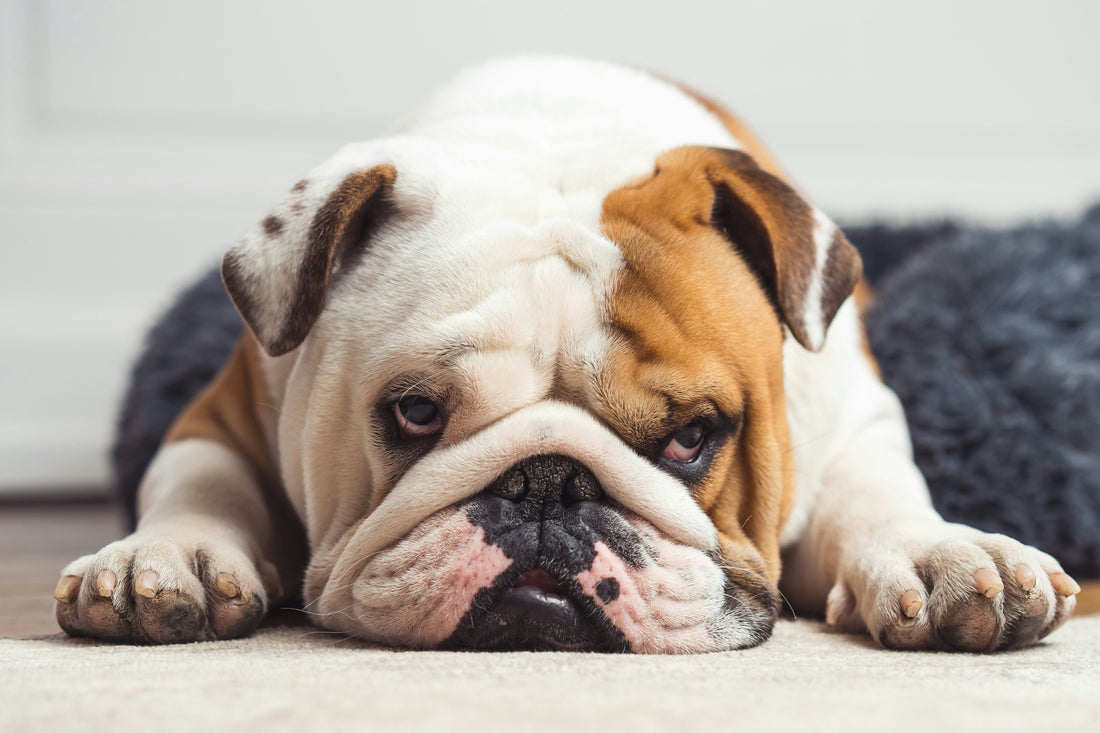 muso schiacciato, bulldog, orme differenti