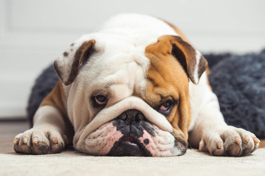 muso schiacciato, bulldog, orme differenti