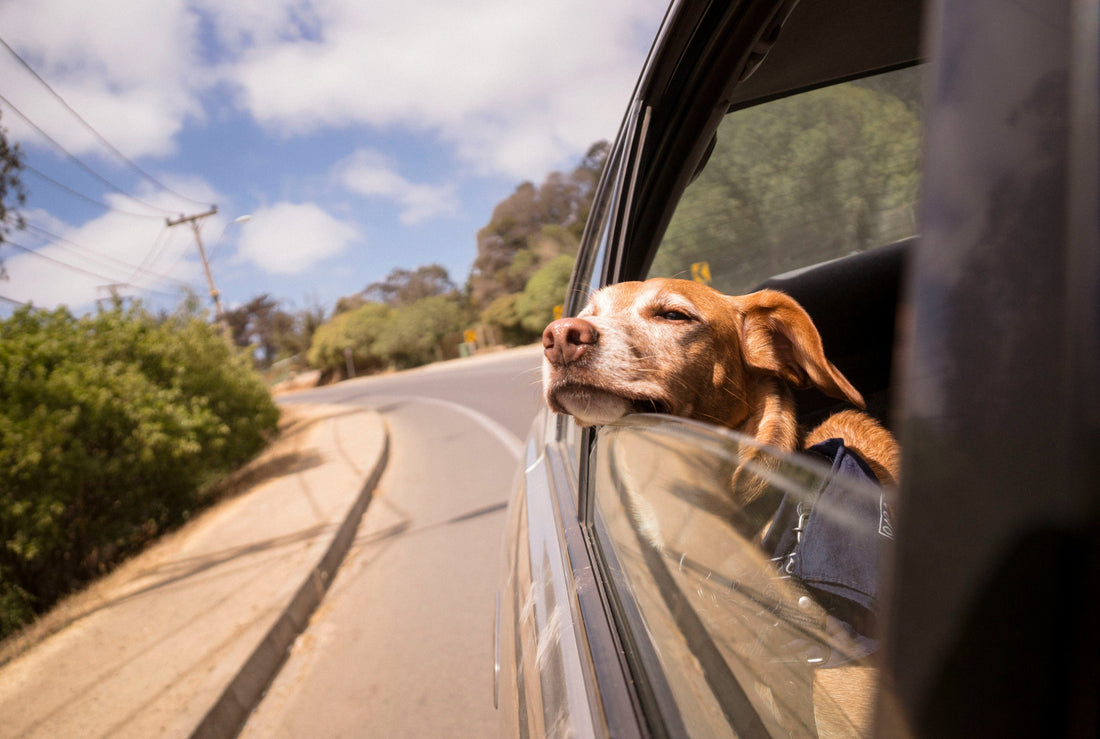 organizzare la vacanza con il proprio animale, cane in auto, orme differenti