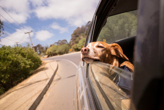 organizzare la vacanza con il proprio animale, cane in auto, orme differenti