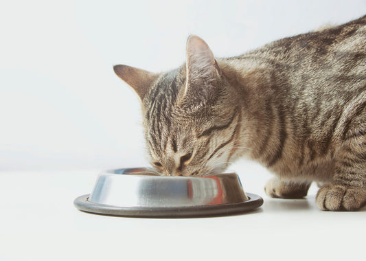 pappa del gatto, gatto che mangia nella ciotola, orme differenti