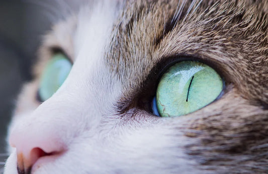perché detergere gli occhi di cane e gatto, occhi verdi di un gatto, orme differenti