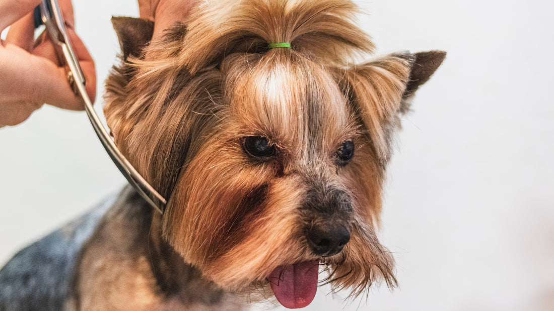 perché scegliere i prodotti di Crazy Pets Mania, cane in toelettatura, orme differenti