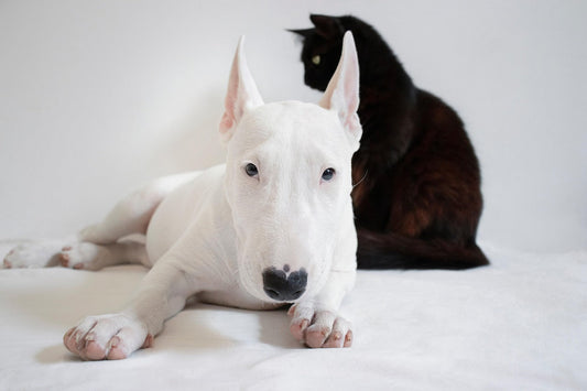 permessi retribuiti per gli animali domestici, cane bianco, gatto nero, orme differenti