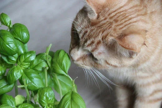 piante velenose e pet-friendly per gatti, gatto rosso che annusa basilico, orme differenti