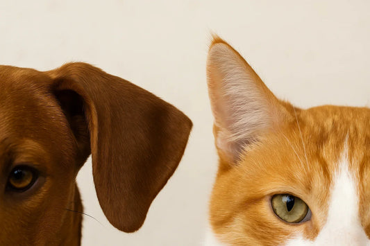 pulizia delle orecchie di cane e gatto, cane e gatto, orme differenti