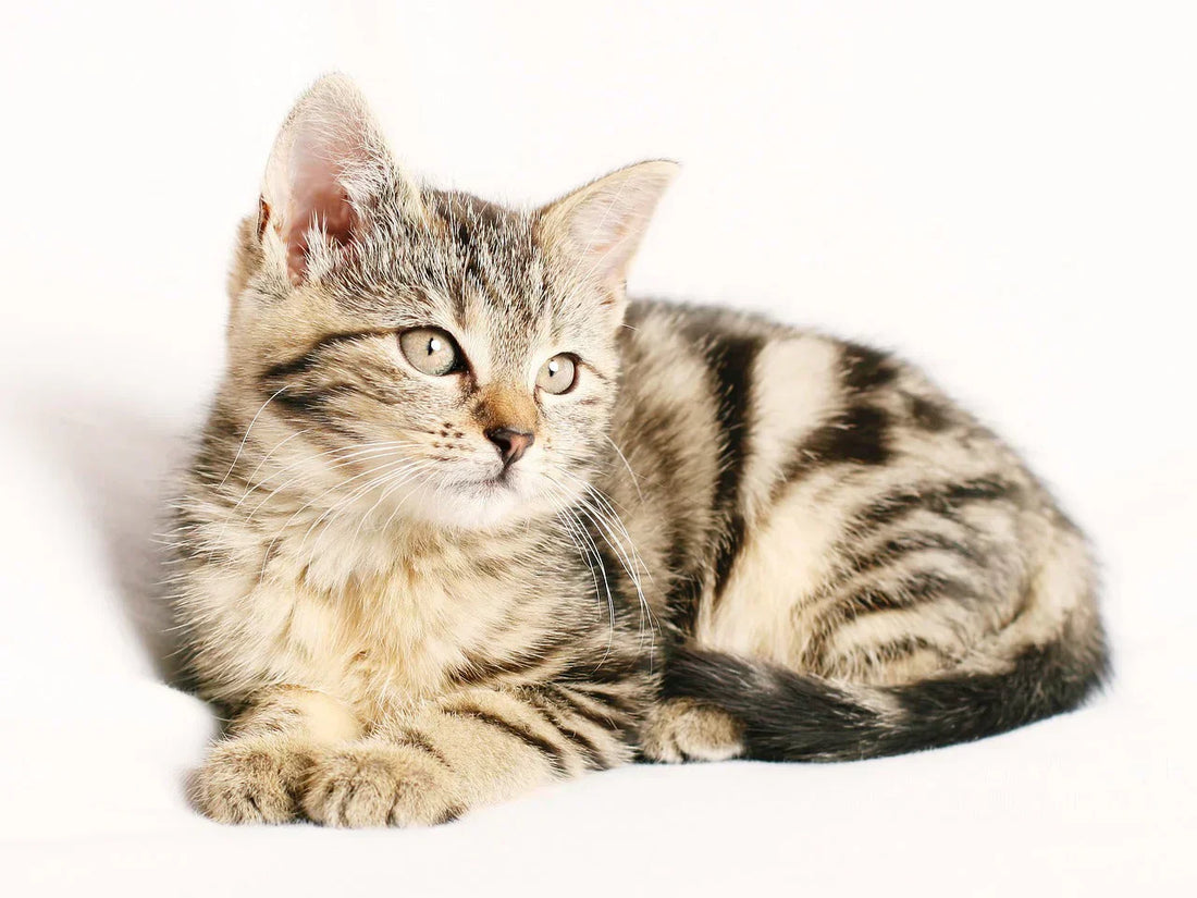 quanto costa mantenere un gatto all'anno, Orme Differenti