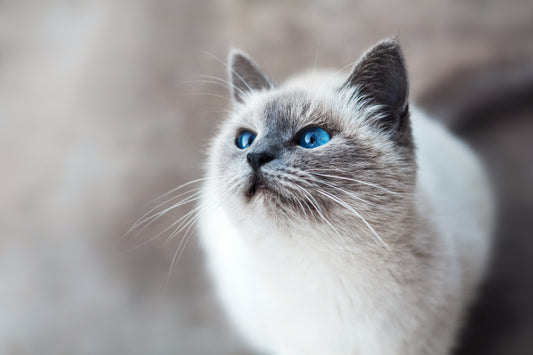 quanto costa mantenere un gatto all'anno, gatto con occhi azzurri, orme differenti