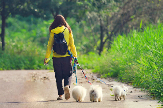 responsabilità del pet sitter, ragazza nel parco con tre cani piccoli bianchi, Orme Differenti