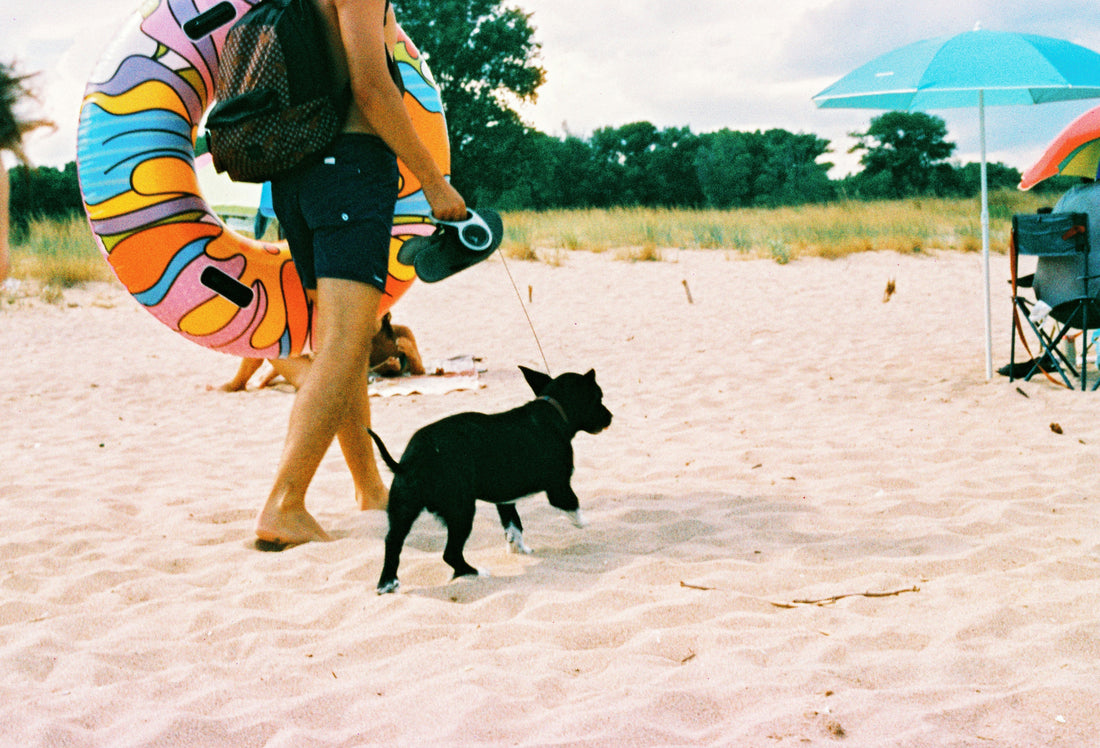 vacanza con cane e gatto, cane nero in spiaggia con padrone, orme differenti