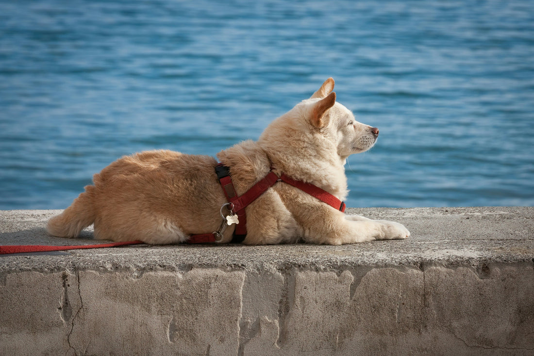 vacanze con il cane senza stress, cane al mare, orme differenti